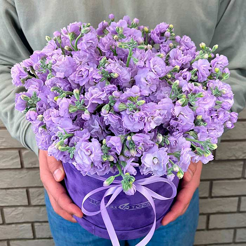 Маттиола в коробке