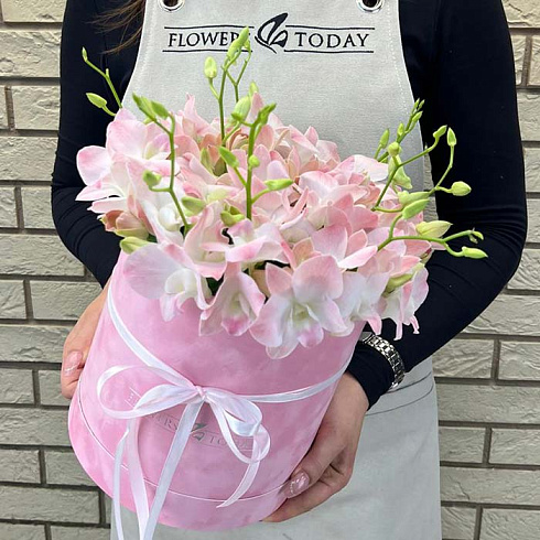 Нежо-розовые орхидеи