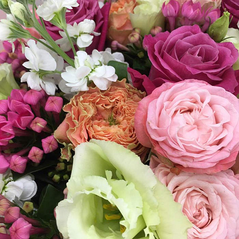 Розы, мотиола, бувардия