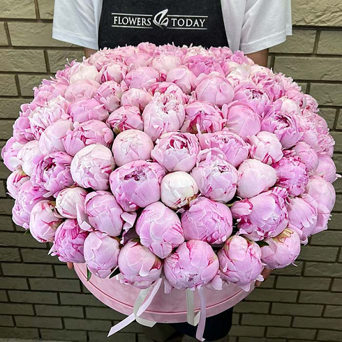 101 пион в коробке