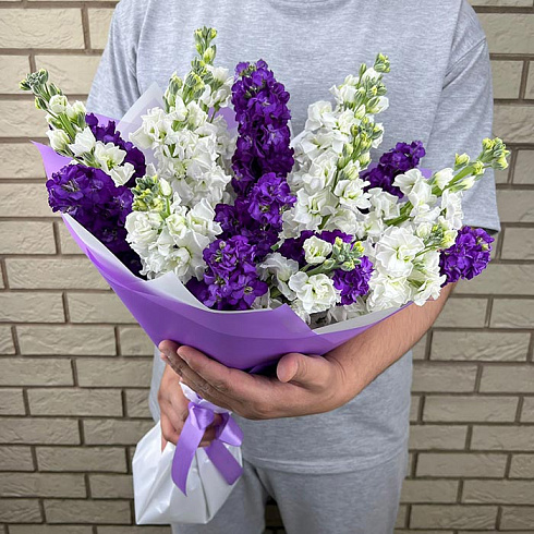 Фиолетовые и белые маттиолы