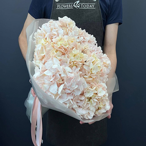 Нежно розовые гортензии