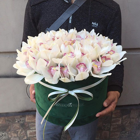 51 орхидея в коробке