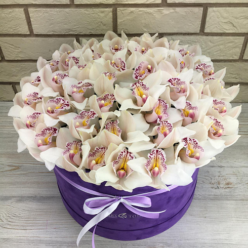 Белые орхидеи в бархатной коробке