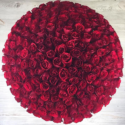 201 элитная роза в бархатной коробке