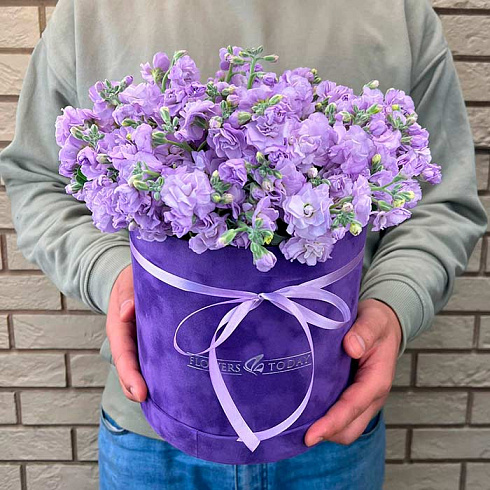 Маттиола в коробке