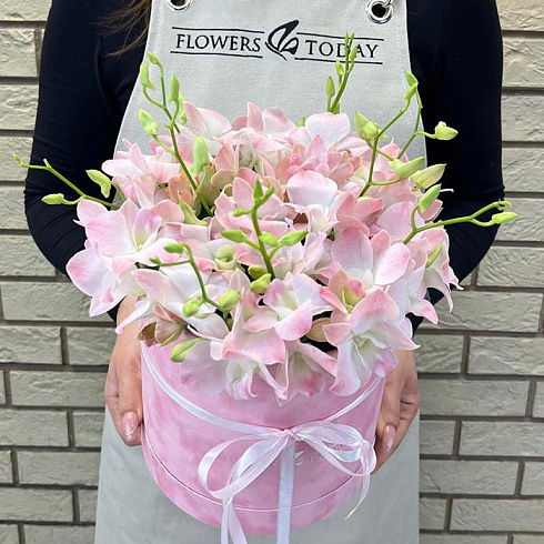 Нежо-розовые орхидеи