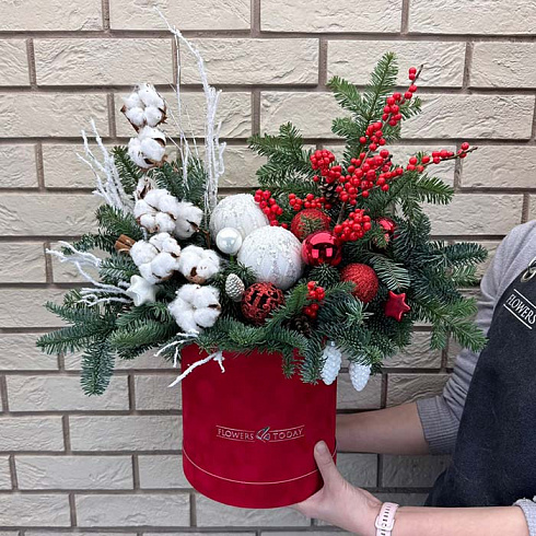 Живая ель, илекс, хлопок в коробке