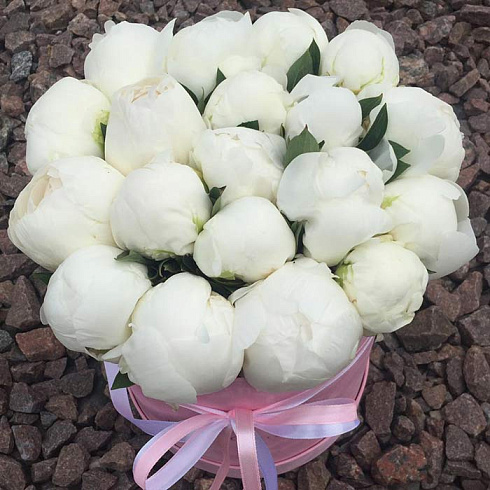 19 белых пионов в бархатной коробке