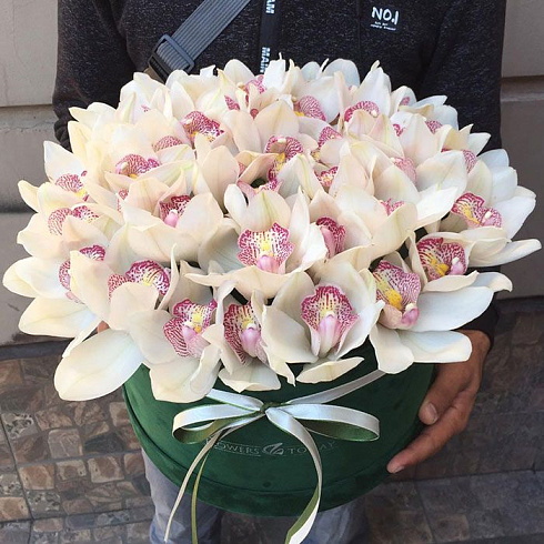 51 орхидея в коробке