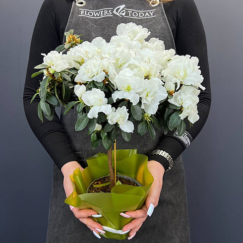 Белая Азалия штамбовая