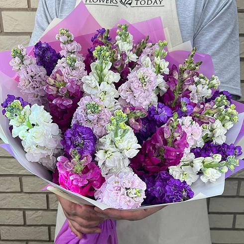 Маттиолы микс