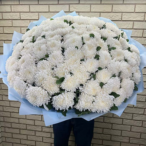 Большие белые хризантемы
