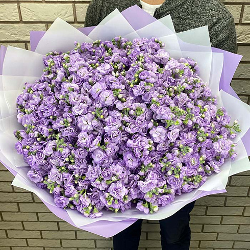 101 маттиола фиолетовая