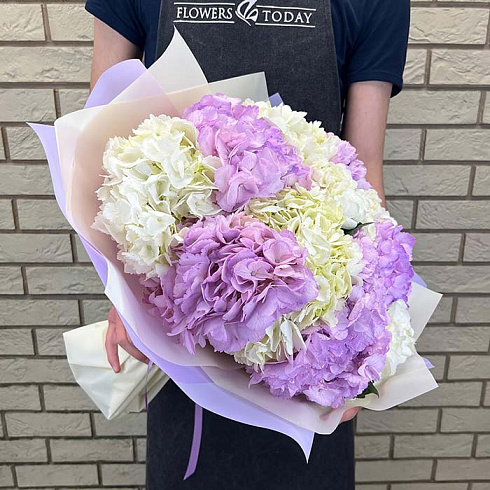 Белые и фиолетовые гортензии