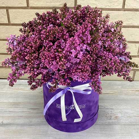 Сирень в коробке