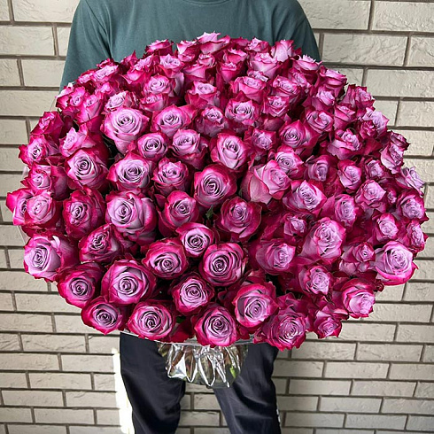 101 роза двухцветная