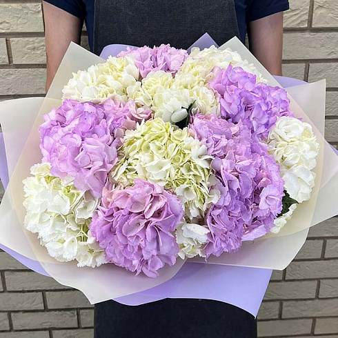 Белые и фиолетовые гортензии