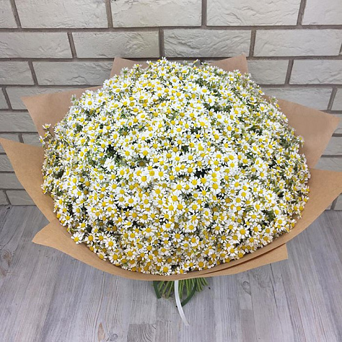 101 ромашка (Камилла)