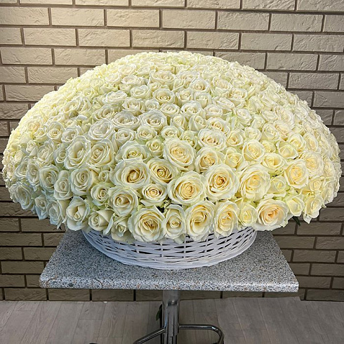 501 белая роза