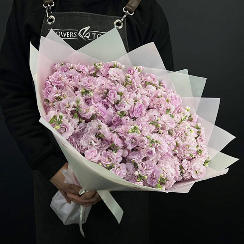 Розовые маттиолы 