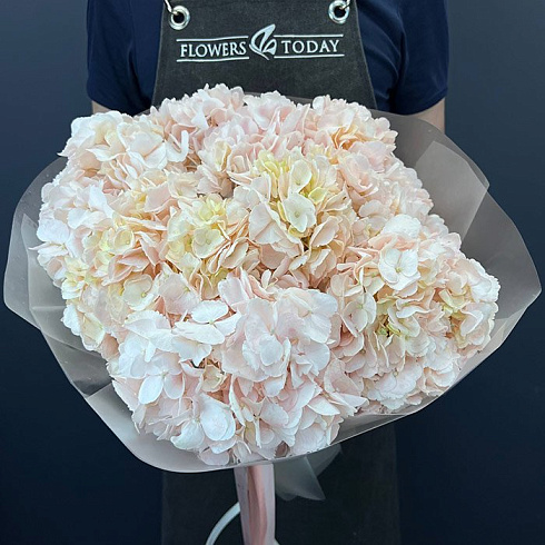 Нежно розовые гортензии